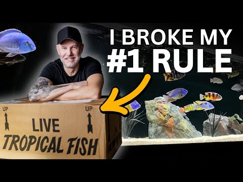 Breaking My #1 Rule For AMAZING New African Cichli In this exciting video, I unbox and introduce my new African Cichlid fish order! As an aquarium hobb