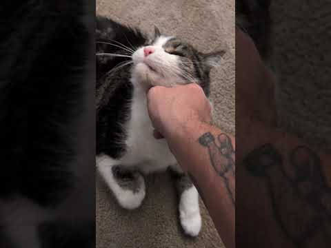 #viralcats #cat #bigcat #goonies