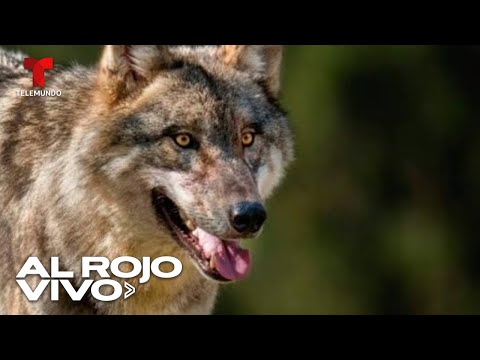 Gobierno de Francia autoriza matar lobos en caso de ataques a rebaños