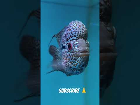 Flashing Himself #hulk #flowerhorn 