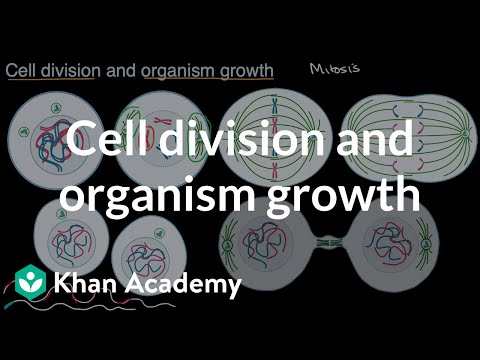 Cell division and organism growth | High school biology | Khan Academy