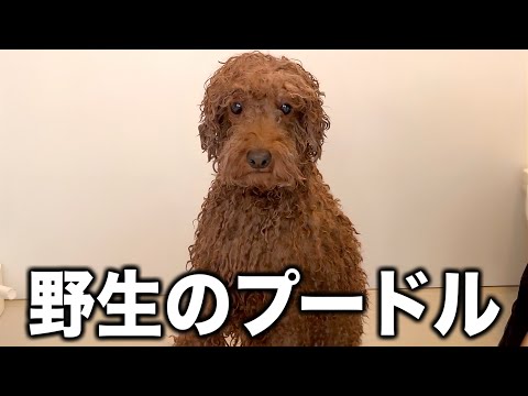 野生のプードルはこんなにも逞しい顔をしているのです。