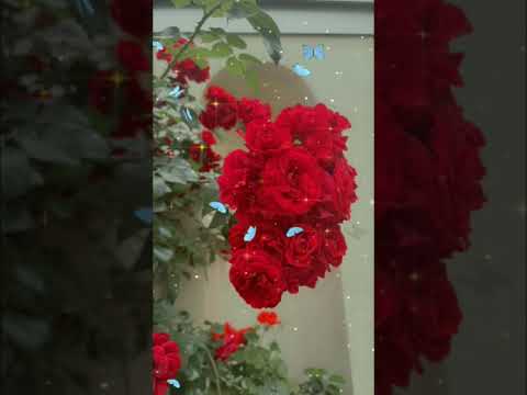 # jibreel alaihissalam Ne farmaya Aap salla vasllam se❤🤲#quran🤲#youtubeshorts