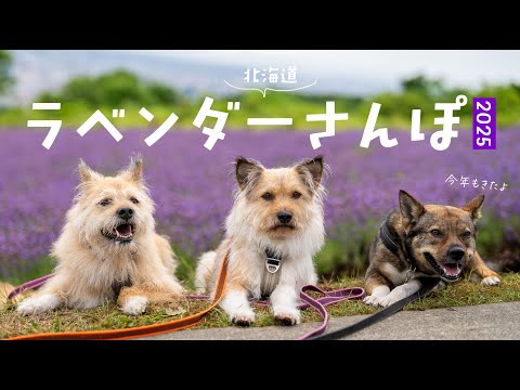 今年もラベンダーを見に来れたよ！健康一番、みんな元気です。