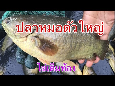 ปลาหมอตัวใหญ่ไข่เต็มท้องฟาร์