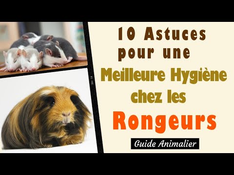 12 Astuces pour une Meilleure Hygiène chez les Rongeurs Domestiques 🐹