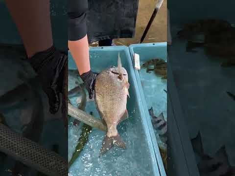 11/13(木)うお一番で大人気の蟹を大量仕入れ‼️ #うお一番 #市場 #seafood