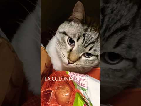 Come Un Gatto In Dogana! #shorts #gattidivertenti #funnycats