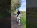 Recreation horse Prachtig wandelpaard PRE