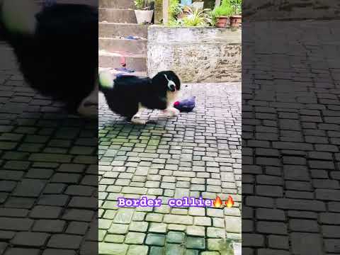Border Collie India❤️🔥#pets #love #puppy #petlover