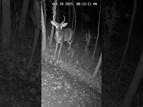 Majestic Buck Walks Out of the Forest at Night | Up-Close Wildlife Encounter 🌙🦌 #shorts