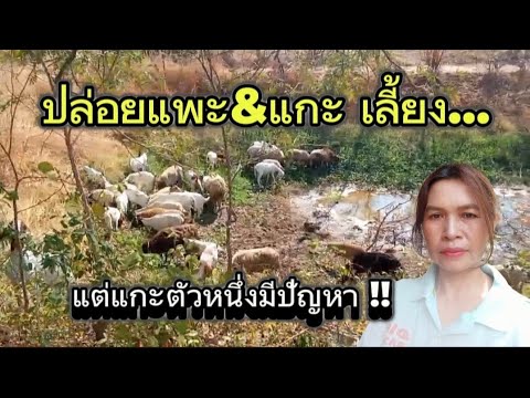 ปล่อยแพะแกะเลี้ยง..กินผักบุ้ง