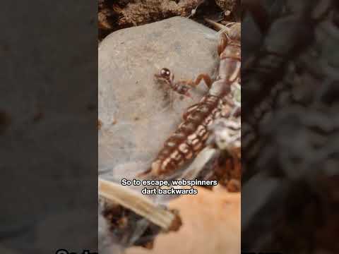 Webspinners Move Much Faster in Reverse | #DeepLook #Shorts