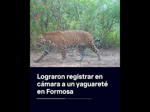 Lograron registrar en cámara a un yaguareté en Formosa