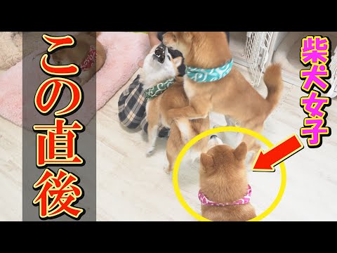 強烈なパンチをお見舞いする柴犬女子に爆笑してしまいます・・・