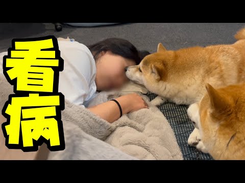犬の動画サムネイル - 謎の体調不良で倒れたママ…柴犬姉妹と父娘の愛情に感動しました