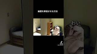 【猫ミーム】病院勤務で幽霊を撃退した話。#猫ミーム #vtuber  #医師解説