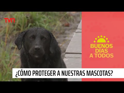 Mascotas y catástrofes: ¿Cómo protegerlos ante una emergencia? | Buenos días a todos