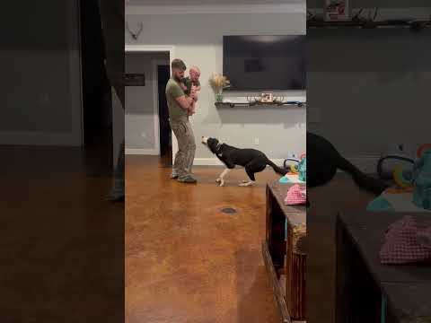 Funny and cute dogs compilation#funnydogs#cute#doglover#doglife#cure#dogshorts#pet#doglife#dogshorts