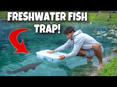 24 HOUR FISH TRAP Catches UNDISCOVERED FISH In BAC 💯Download Fishing Clash on your iOS/Android device for free https_//fishingclash.link/NickBingo03