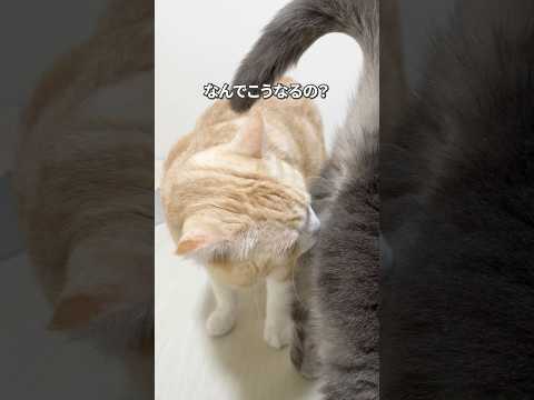なんでこうなるの？ #猫 #ねこ #猫動画 #cat