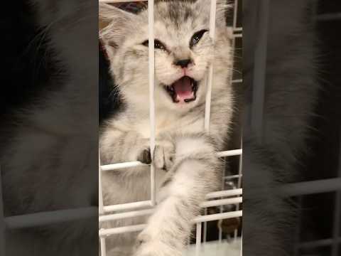 ケージから出たくて仕方ない子猫🐱#猫 #cat #kitten #kucing