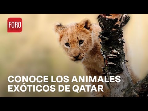 Los animales exóticos de Qatar 2022 - Expreso de la Mañana