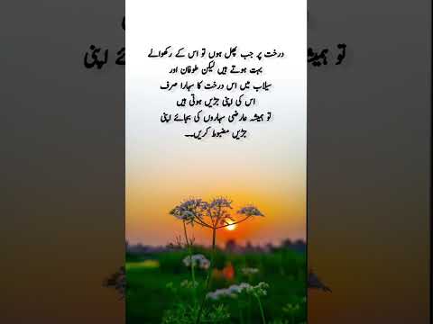 #quotes #poetry #motivation #aqwalezareen #4line #love #shorts
