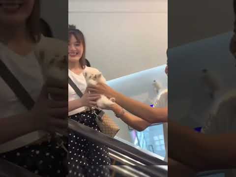 #All My Pets, One Big Hug#Caught with a Handful of Happiness#Fluffy Squad Goals#caught#fluffy