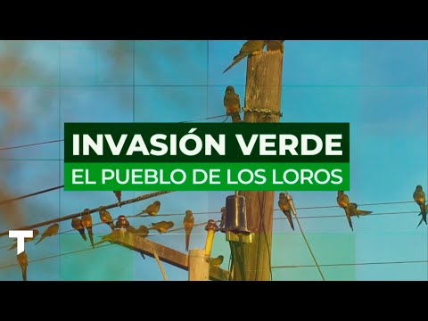 ASCASUBI: miles de loros tomaron el pueblo | INVASIÓN VERDE