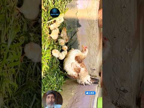 মুরগি ও শিয়ালের গল্প #গ্রামেরমুরগি# #শহরেরগল্প#betba360