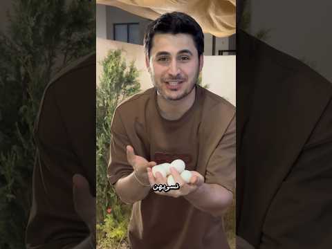 رحلة البيضه والكتكوت