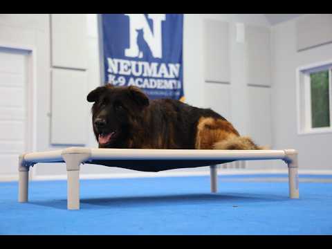 Rocky (German Shepherd) Boot Camp Dog Training Video Demonstration