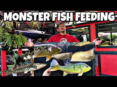 MONSTER FISH FEEDING!! MONSTER FISH FEEDING!!

What’s up YouTube fam! We have another video on our hands! This is a feedi