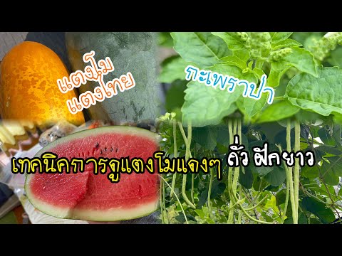 พามาดูวิธีแตงโมスイカ🍉Suikaด้านใ