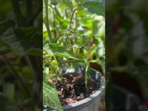 First tomato 🍅 of the year#gardening #ihavethisthingwithplants #tomato #growyourownfood