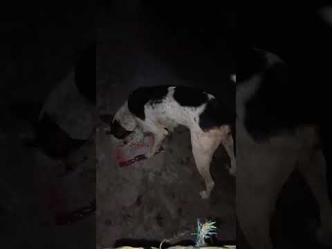 bezubaan ki jaan  😢😔 #dog #jaan #petshub #dogshorts #shorts #ytshorts