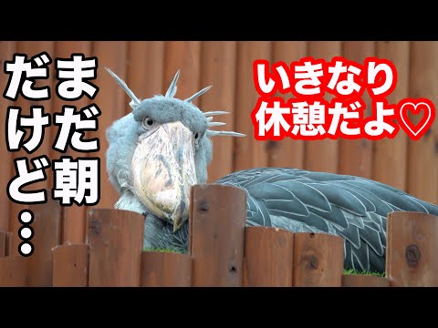 開園20分で早くも休憩に入るハシビロコウふたばちゃん♡でもその後踊るよ!【夏のふたば2025-2】Futaba, Shoebill  summer 2025-2