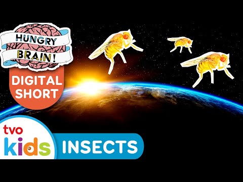HUNGRY BRAIN 🧠 5 Facts About INSECTS 🐞🐜🪰 TVOkids