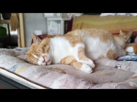 猫の動画サムネイル - ぼーちゃんがライブ配信中！　2025年5月30日