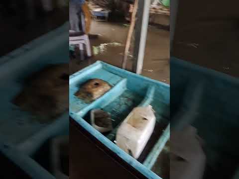 Nước Lũ Dân Cao Ở Miền Tây #nhacmientay #shorts #shortvideo