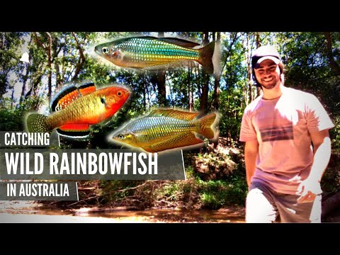 Catching Wild RAINBOWFISH & Other Native Fish!!! Hey everyone! 

So glad you have taken the time to watch this video.

This video entails a bit of an