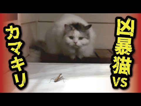 庭のカマキリに野生の本能を見せる関西弁猫つくしの挑戦 サムネイル