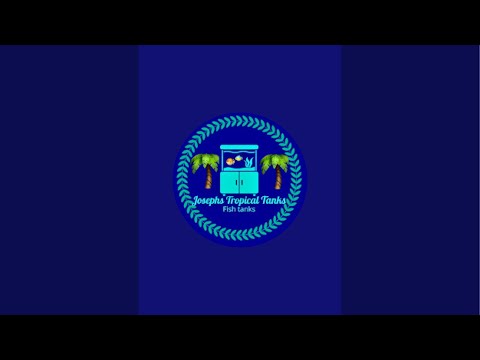 Joseph's Tropical Tanks #shorts Hi and welcome to Joseph’s tropical tanks here on this channel, you will find the following, aquar
