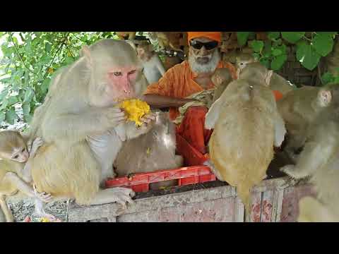 15 July Bharat paryavaran Divas aaj se manae adhik se adhik ped lagakar jivan Ko bachayen Shyam Sadh