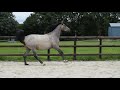 Show jumping horse 2019 filly by Diamant de Semilly, out of a proven Holsteiner Verbandsprämie mare