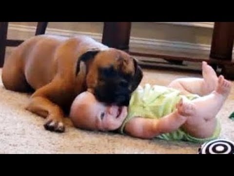 Cutest BABIES Laughing at Pets will MAKE YOUR DAY - TRY NOT TO DIE from Laughing