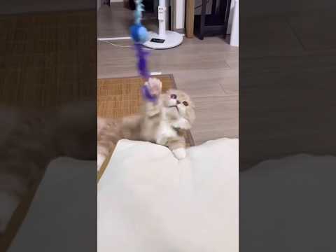 必死すぎる短足猫が可愛すぎる #猫 #cat