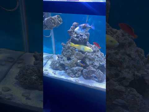 Sweet Fish Only Tank 
