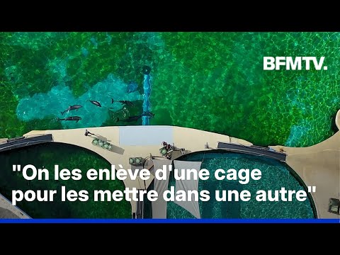 Marineland: le sort des orques toujours incertain alors que des dauphins iront au ZooParc de Beauval